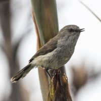 Grey Gerygone